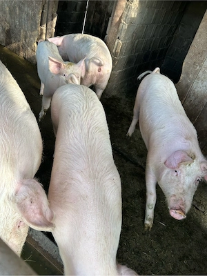 Vând porci rasa landras 2 de 110kg și alți 2 de 100 kg - imagine 5