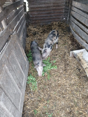 De Vânzare 2 bucăți 30 35 kg una vacinați 