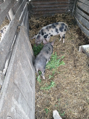 De Vânzare 2 bucăți 30 35 kg una vacinați  - imagine 3