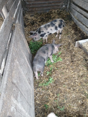 De Vânzare 2 bucăți 30 35 kg una vacinați  - imagine 2