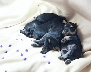 Miniature schnauzer negru argintiu 