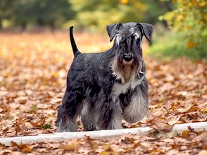 Miniature schnauzer negru argintiu  - imagine 5