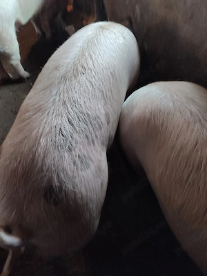 Porci rasa - imagine 3