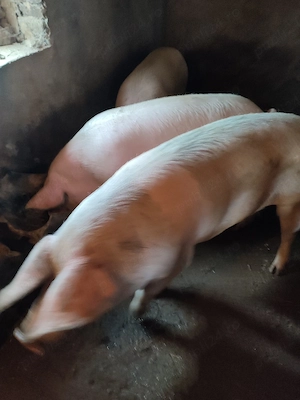 Porci rasa - imagine 2