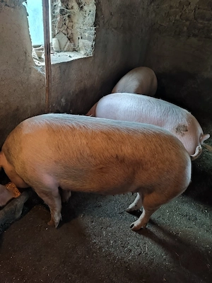 Porci rasa - imagine 4