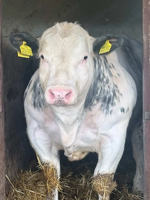 Vând Mascul Belgian 75% - imagine 2