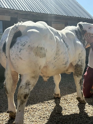 Vând Mascul Belgian 75%