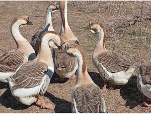 Vând gâște  - imagine 2