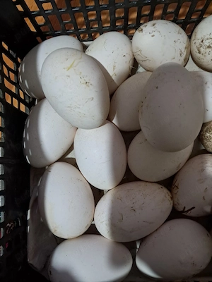 Vând gâște  - imagine 4