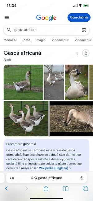 Vând gâște  - imagine 3