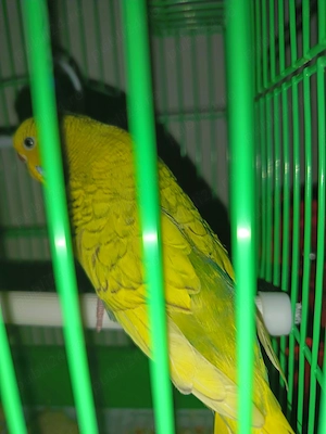 Perusi papagali și pui