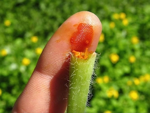 Rostopasca - plante proaspete - 1Kg - imagine 3