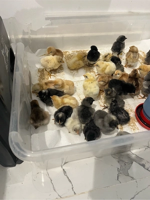 vand pui de gaina de 1 zi si de 7 zile de la gaini Curcubeu - imagine 3