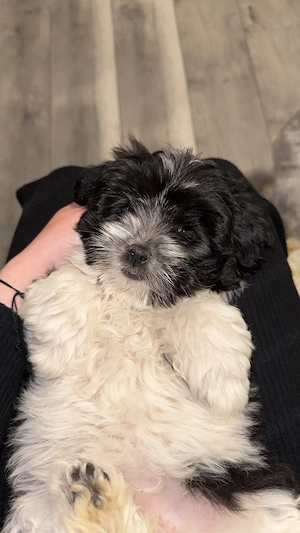 Puiuț bichon  - imagine 2