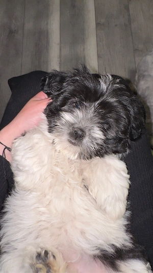 Puiuț bichon  - imagine 3