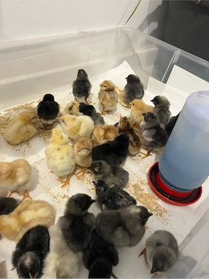 vand pui de gaina de 1 zi si de 7 zile de la gaini Curcubeu - imagine 4