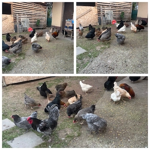 vand pui de gaina de 1 zi si de 7 zile de la gaini Curcubeu - imagine 2