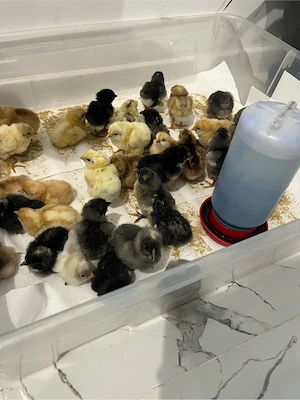 vand pui de gaina de 1 zi si de 7 zile de la gaini Curcubeu - imagine 5