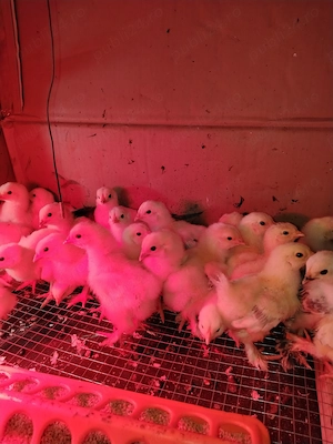 Puișori de găină Brahma herminat deschis.  - imagine 5