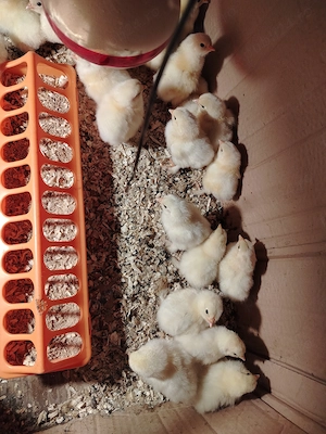 Puișori de găină Brahma herminat deschis.  - imagine 2