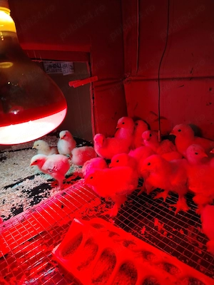 Puișori de găină Brahma herminat deschis.  - imagine 4