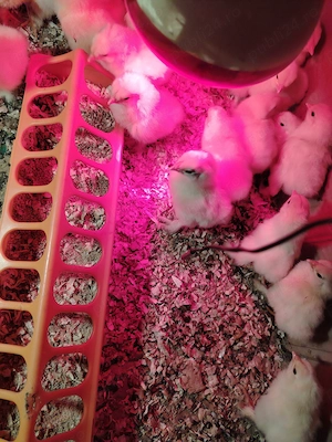 Puișori de găină Brahma herminat deschis.  - imagine 3