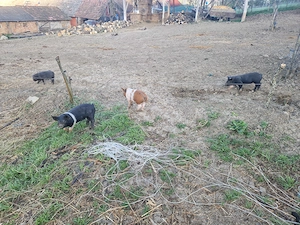 Purcei de vânzare! - imagine 4