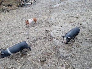 Purcei de vânzare! - imagine 2