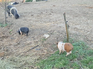 Purcei de vânzare! - imagine 5