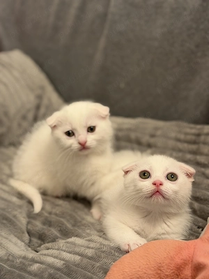 Pisicuțe adorabile tip British   Scottish   disponibile imediat