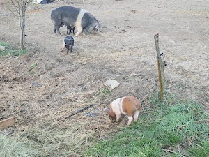 Purcei de vânzare! - imagine 3