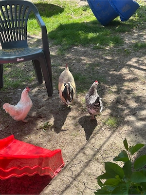 4 gaini pitici cu un cocos pitic 