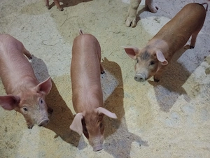 Vând pereche porci Duroc cu marele alb - imagine 2