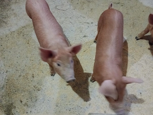 Vând pereche porci Duroc cu marele alb