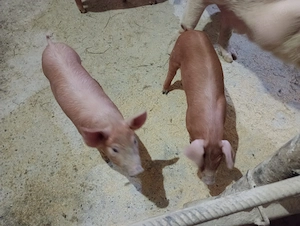 Vând pereche porci Duroc cu marele alb - imagine 3