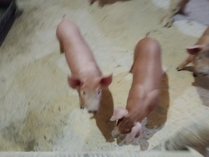 Vând pereche porci Duroc cu marele alb - imagine 4