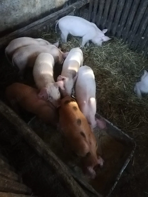 Vand purcei si soldani diferite varste crescuti de mine