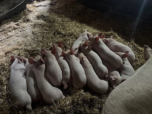 Vand purcei - imagine 3