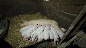 Vand purcei - imagine 2