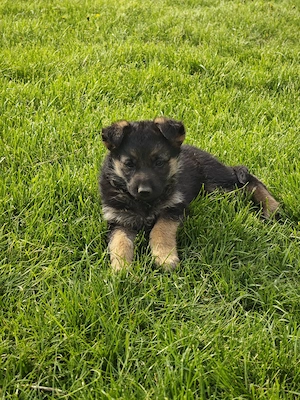 Vand pui de ciobanesc german, femele