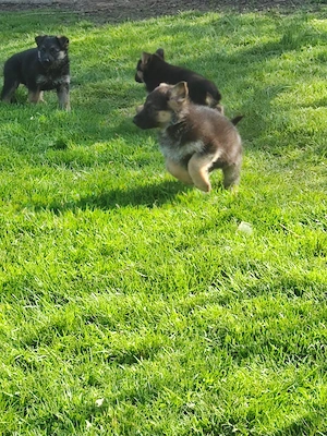 Vand pui de ciobanesc german, femele - imagine 4