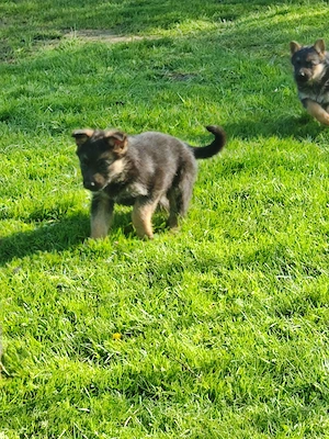 Vand pui de ciobanesc german, femele - imagine 3