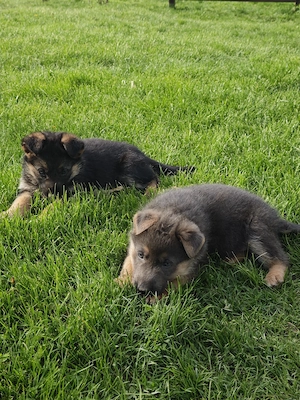 Vand pui de ciobanesc german, femele - imagine 2