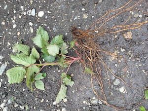 Vand mur cu 2 lei butas, tel.  