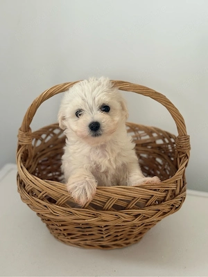 Bichon Maltez Fetita  - imagine 2