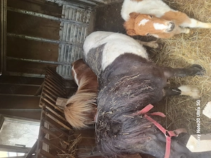 Vând familie ponei  - imagine 5