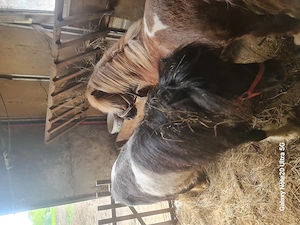 Vând familie ponei  - imagine 3