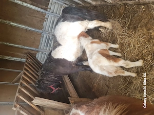 Vând familie ponei  - imagine 2