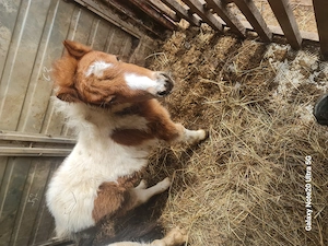 Vând familie ponei  - imagine 4