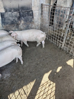 Vând șoldani  - imagine 2